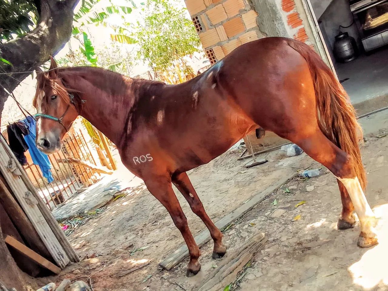 Garanhão mangalarga registrado 