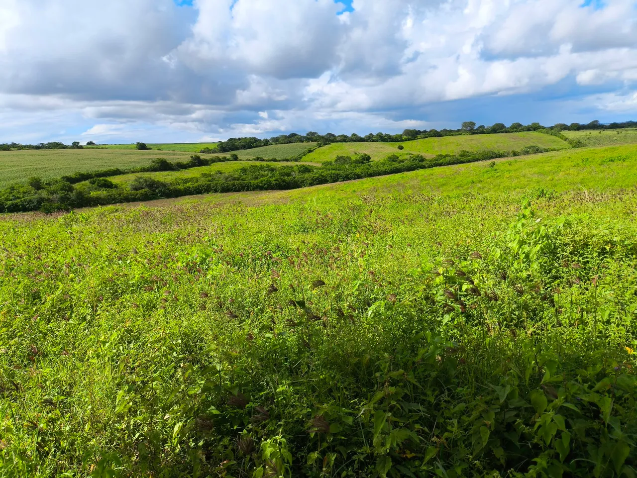 Fazenda