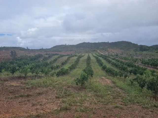Vende-se Sítio de Laranja Produtivo - Esplanada/BA - Foto 4