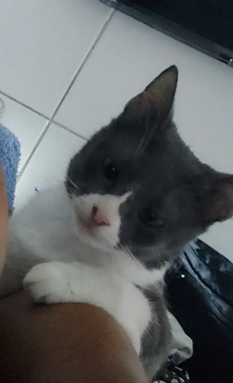 PROCURO GATA PERDIDA