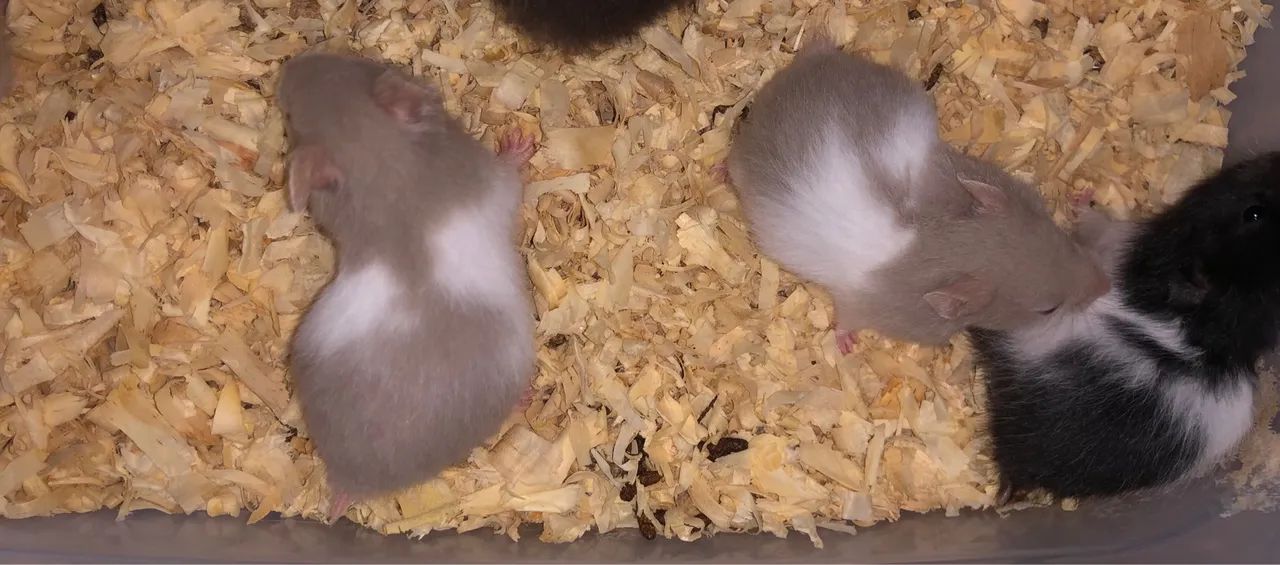 Hamster sírio ( fazemos entrega) - Foto 4