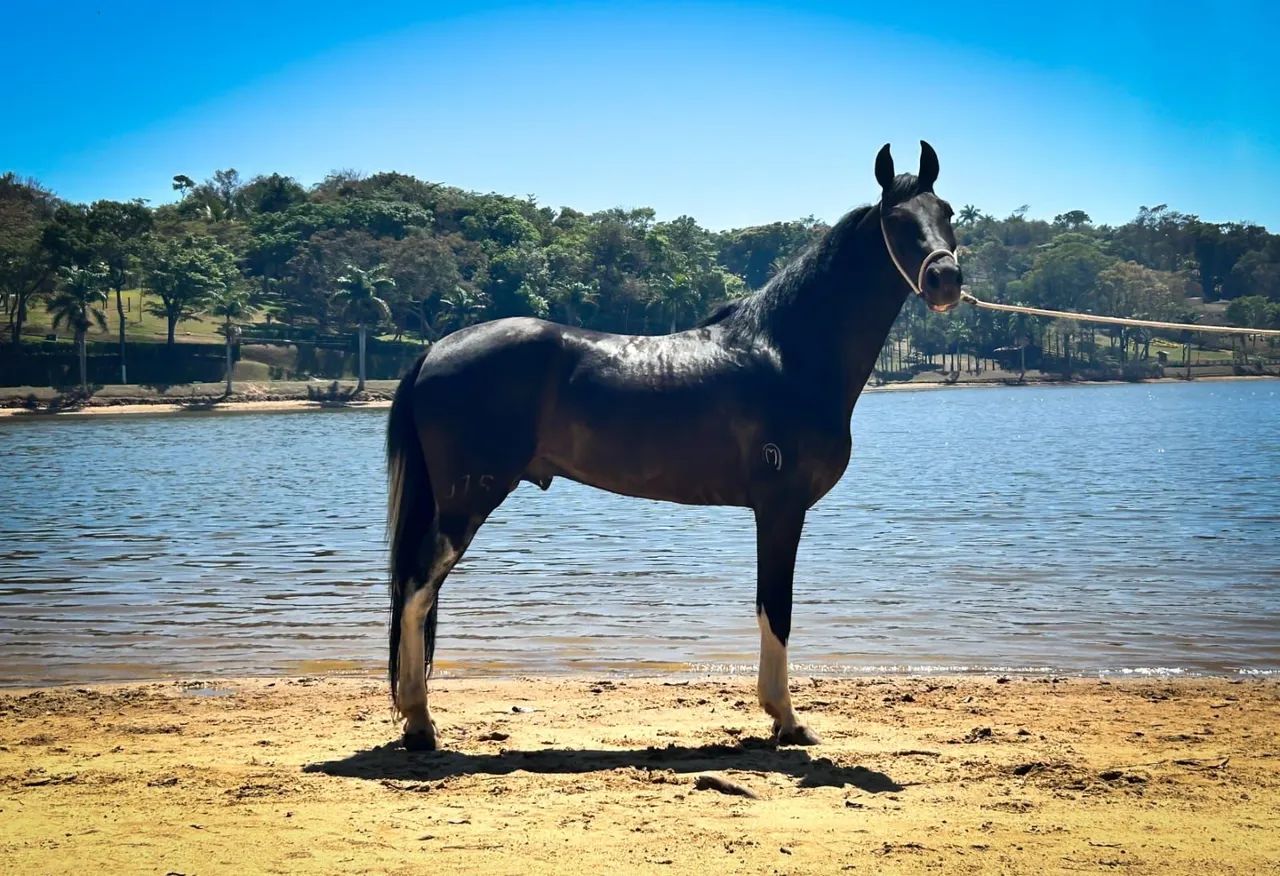 Garanhão Pampa de preto 