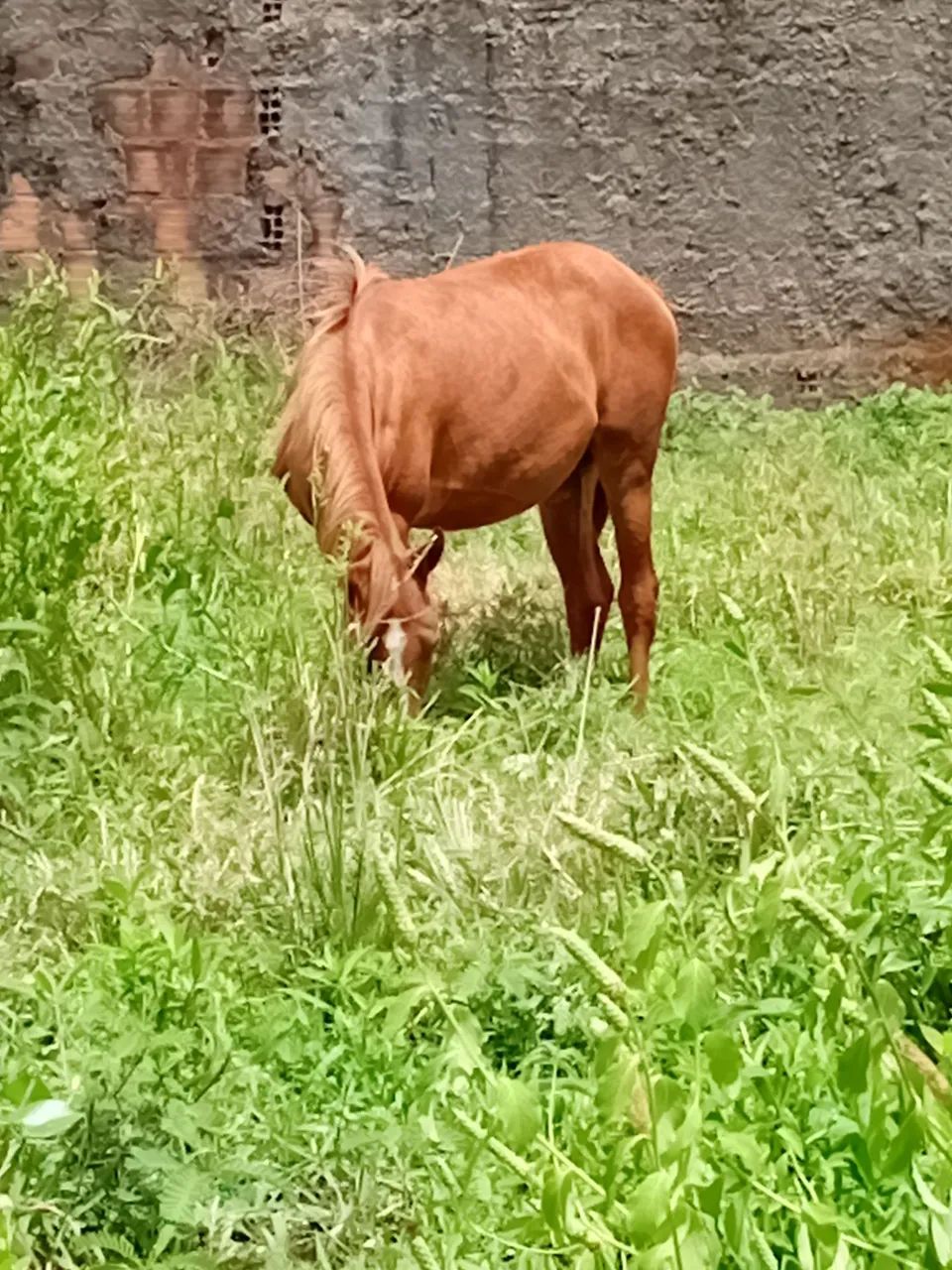 Potra muito manssa marcha picada de nascença apenas 8 meses - Foto 2
