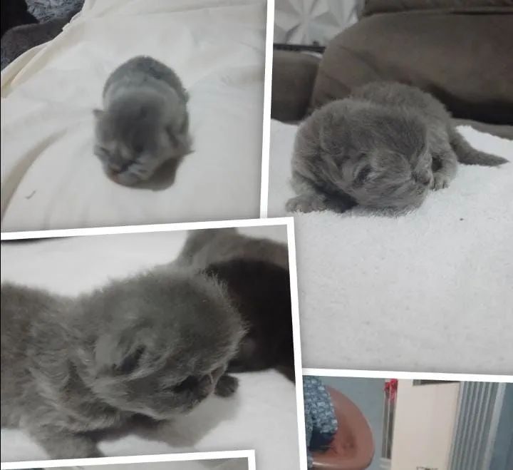 Filhote Persa Fêmea  - Foto 2