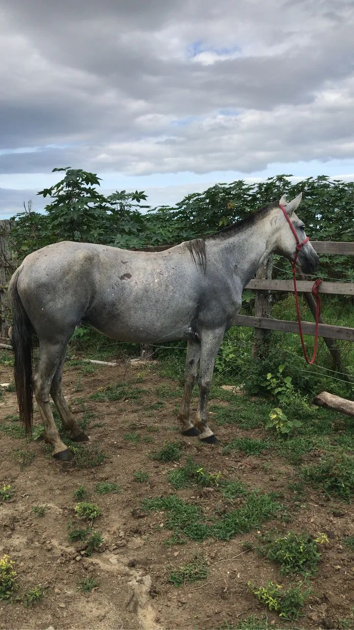 Égua marcha picada bom para criança andar - Foto 3