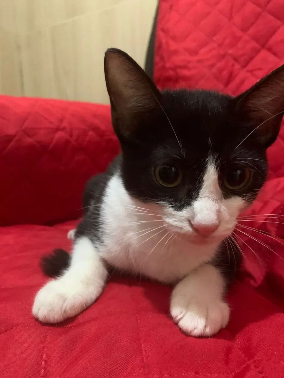 Linda Gatinha disponível para adoção responsável ? - Foto 2