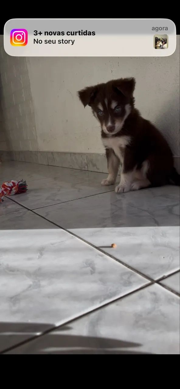 Husky siberiano de 45 dias fêmea  - Foto 4