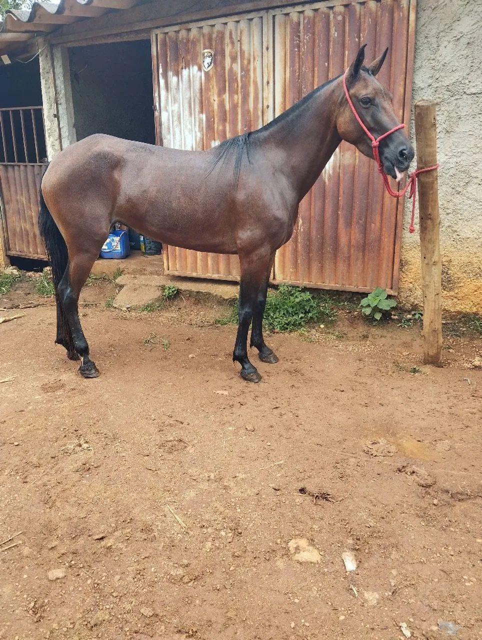 Égua mangalarga marcha picado genuína  - Foto 5