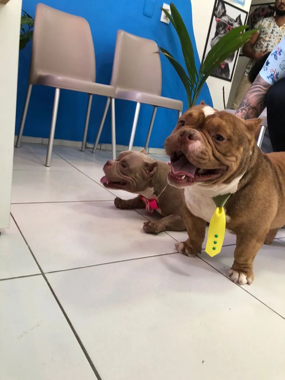 american bully  - Foto 3