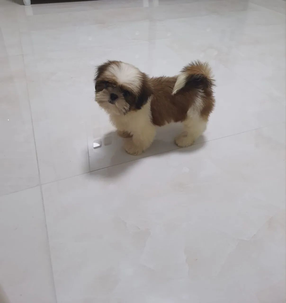 Shih tzu 