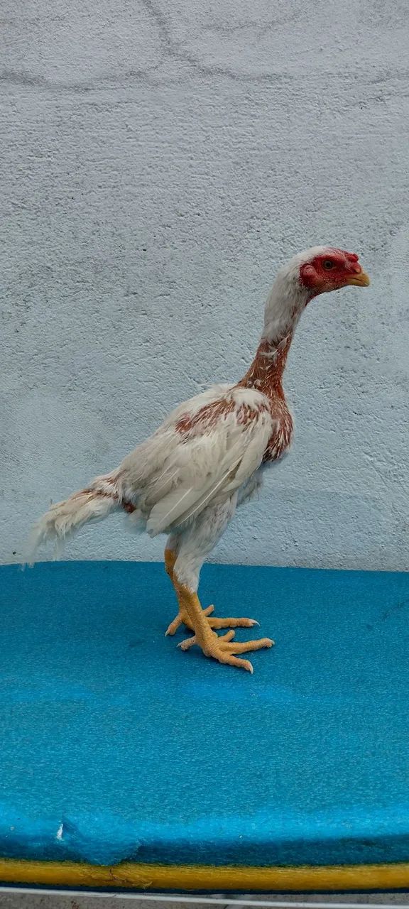 Frangos de índio shamo e índio gigante 