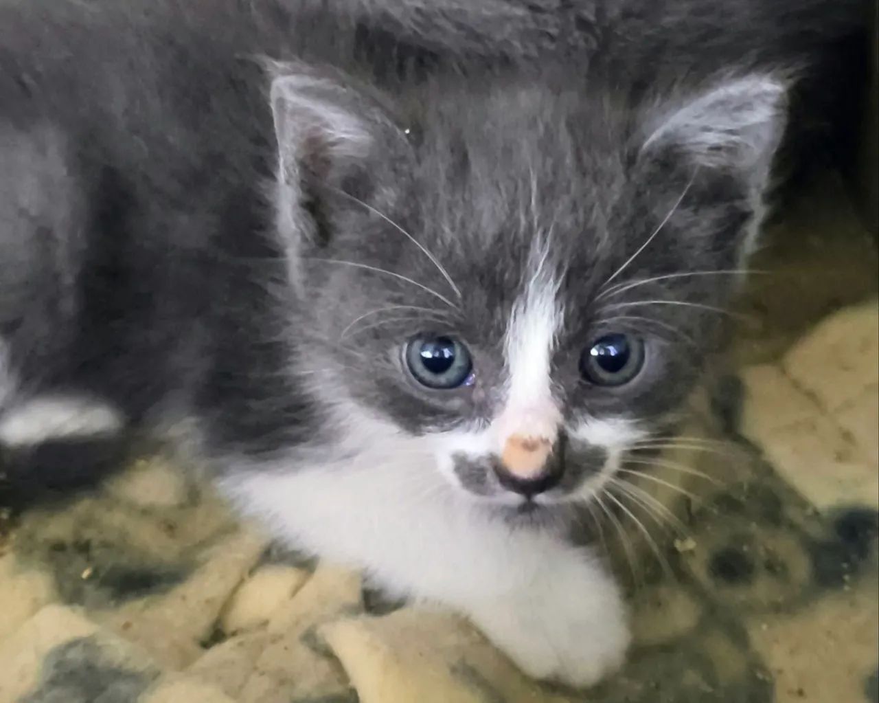 Gatinhos para adoção responsável  - Foto 2