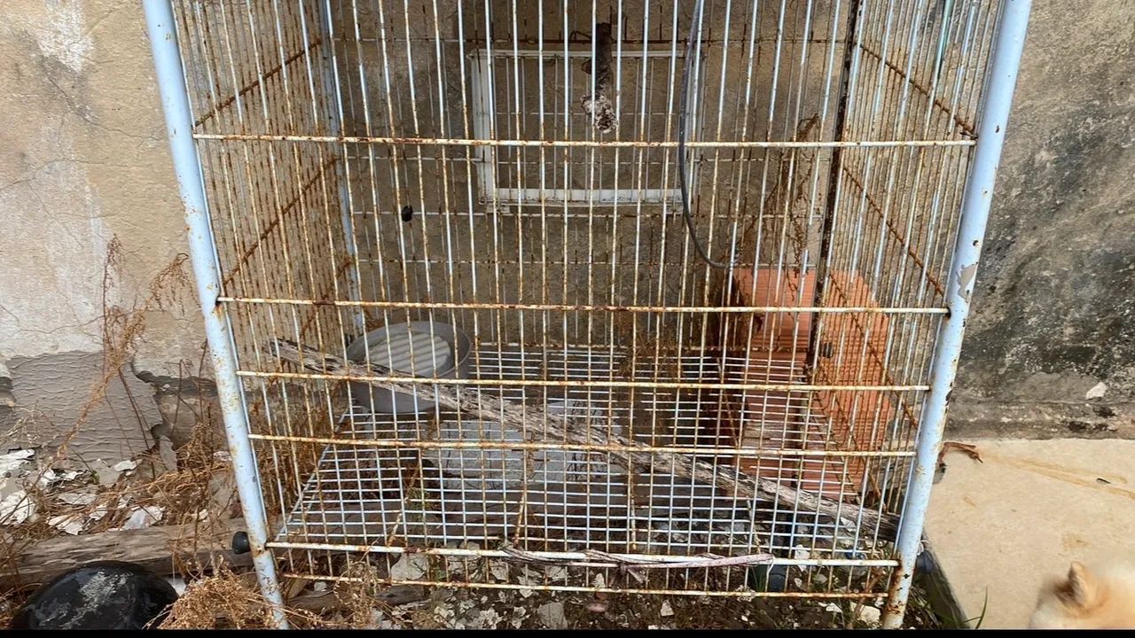 Gaiola(não faço negócio) 