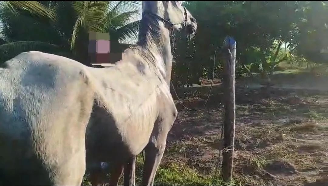 Cavalos - Foto 2