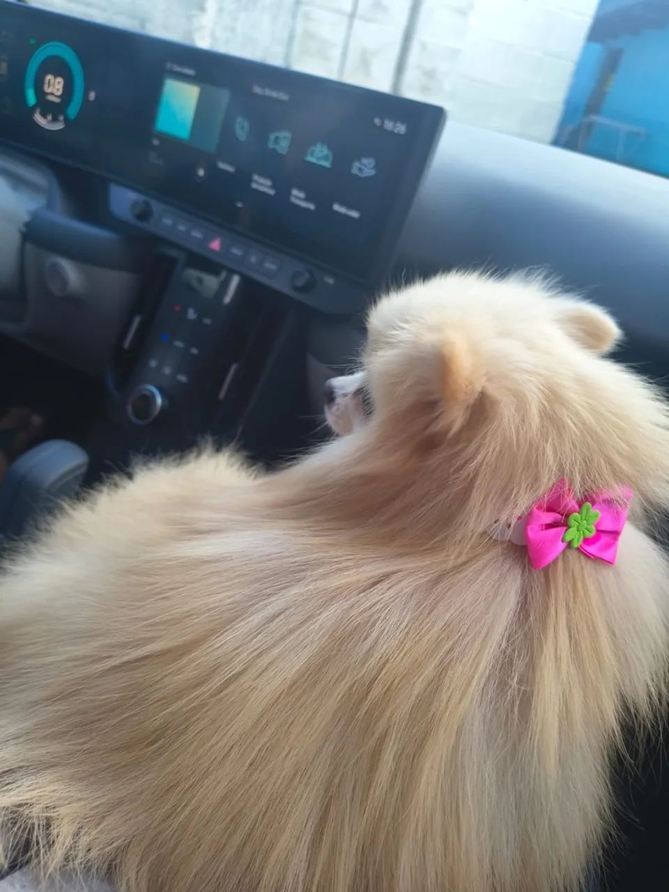 Lulu da pomerania  - Foto 2