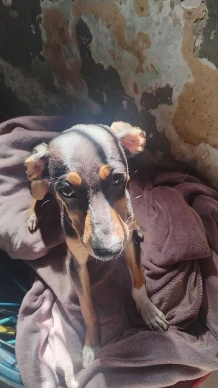 Doação cachorro - Foto 3