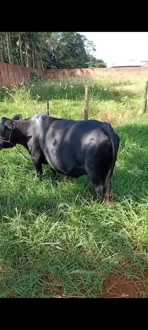 2 mini vacas - Foto 2
