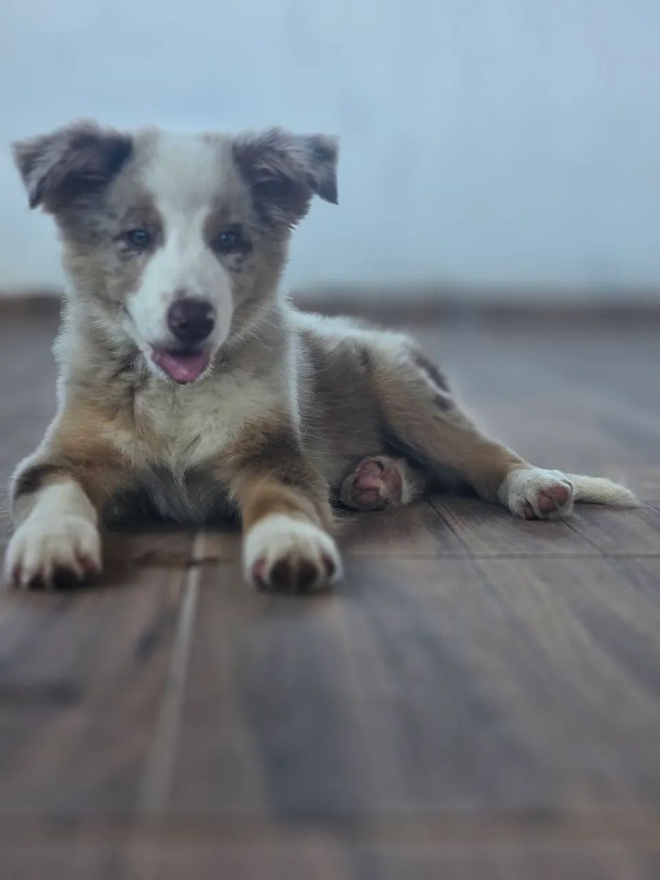 BORDER COLLIE  - Foto 3
