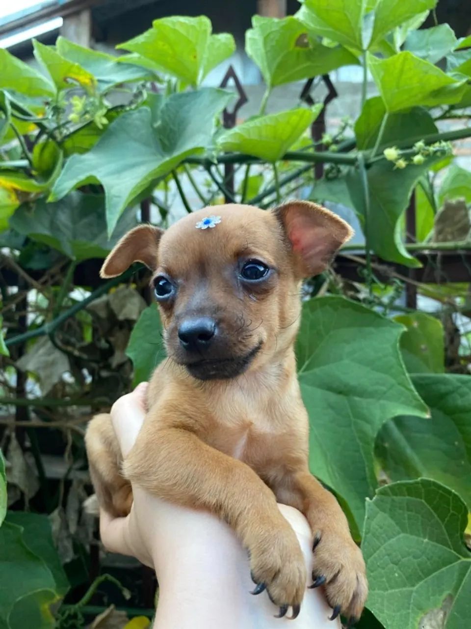 PINSCHER 