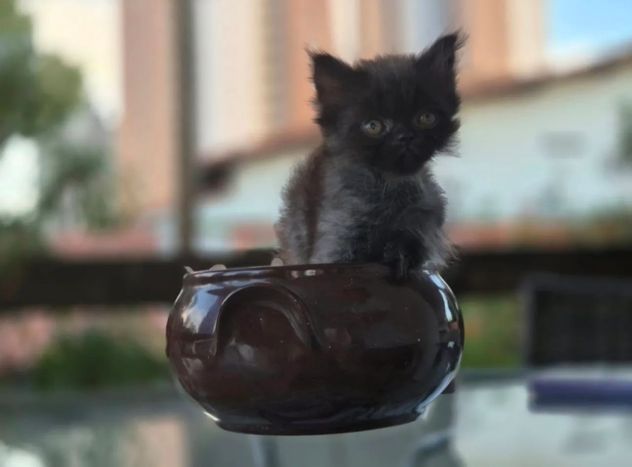 Vendo lindos filhotes de gato persa - Foto 4