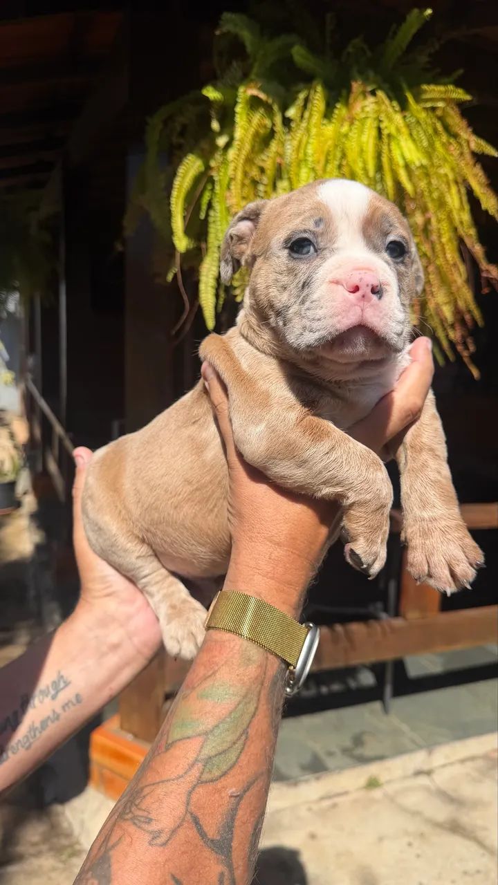 American bully - Foto 5