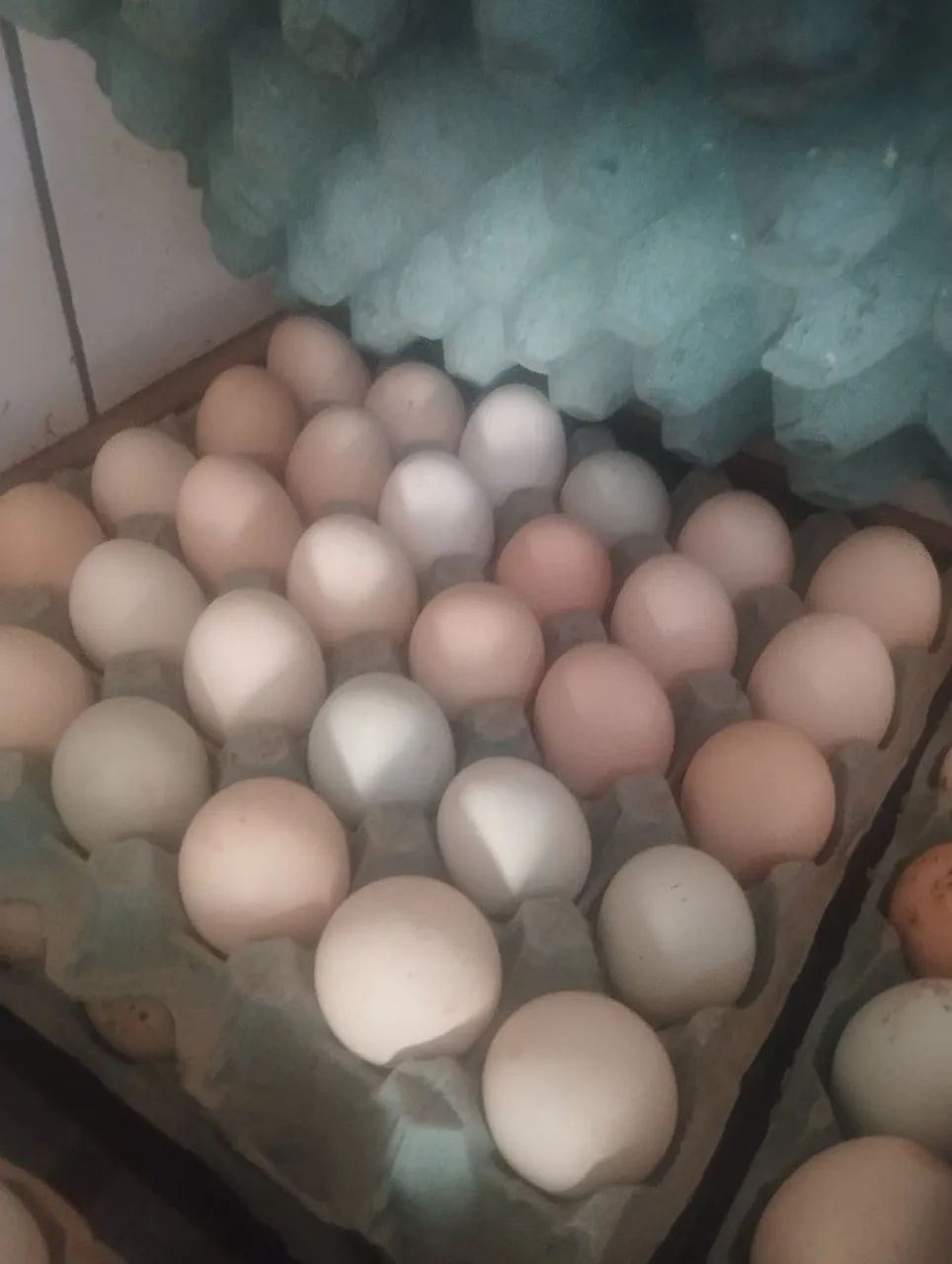 Ovos galados índio gigante com galinha caipira vivem soltas e do tratados no milho  - Foto 2