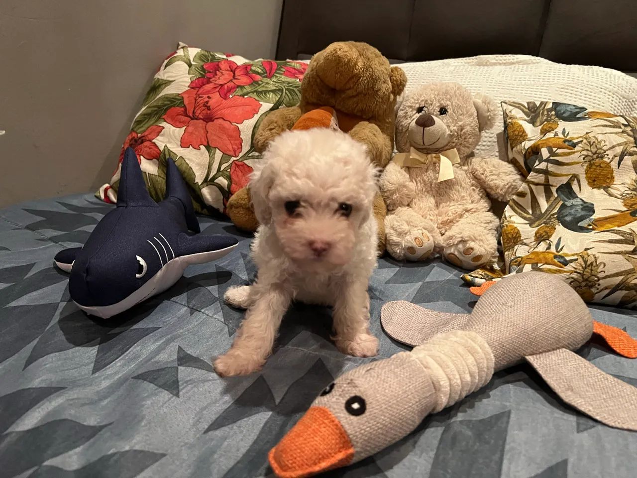 Poodle fêmea toy. - Foto 2