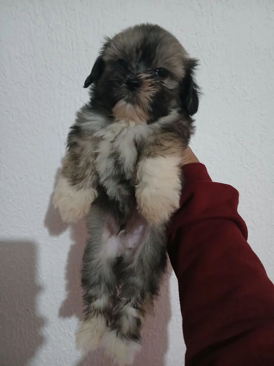 Shitzu macho - Cachorros - Morumbi, Foz do Iguaçu 1500760485 | OLX