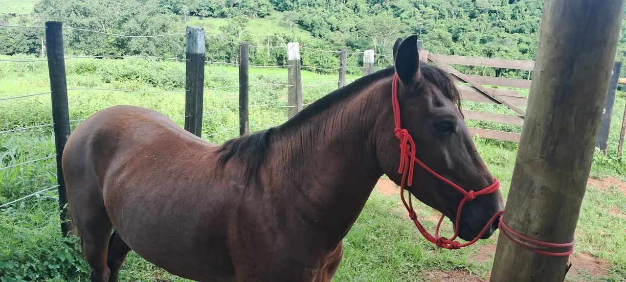 Cavalo e Burro Novos e Domados. Mansos de sela! ? ? Parcelo no cartão. Zap: * - Foto 3