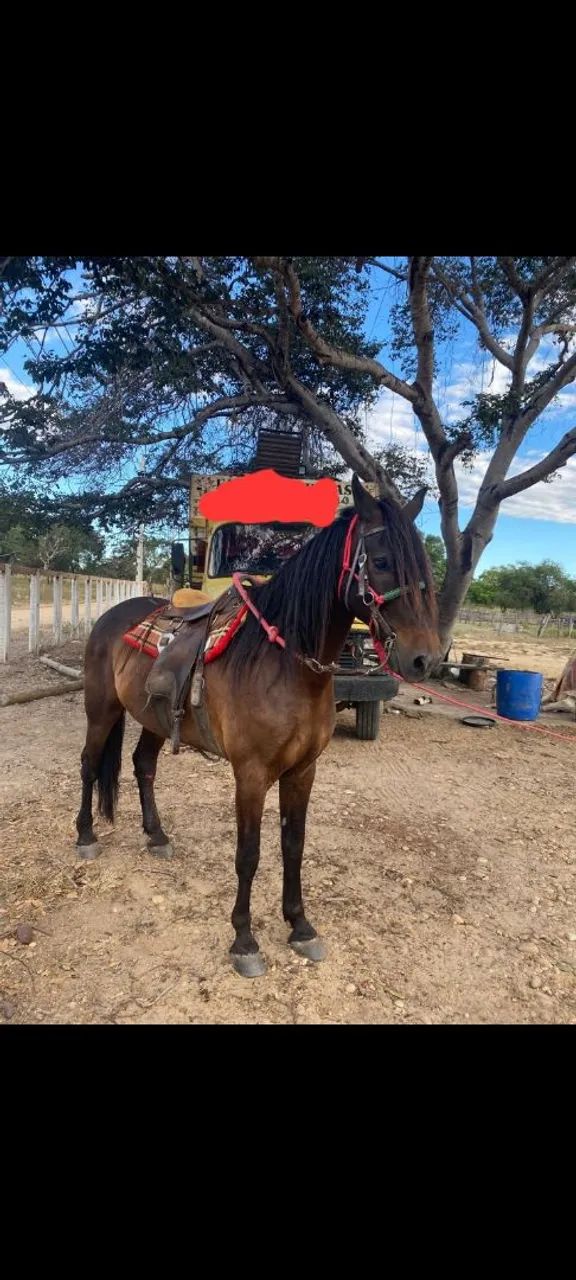 Cavalo marcha picada !!