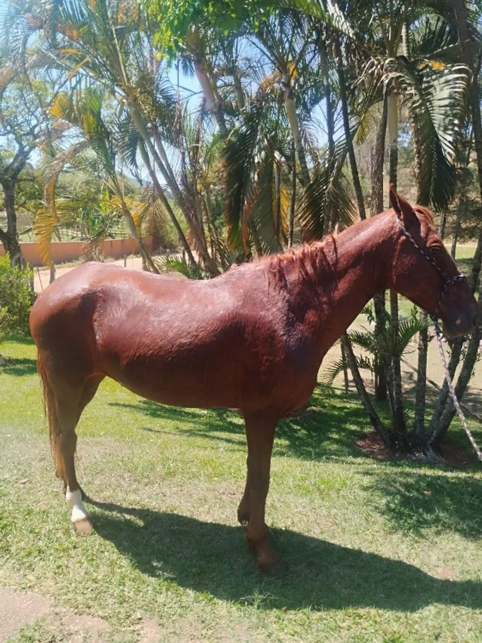 CAVALOS NO PRECINHO - Foto 3