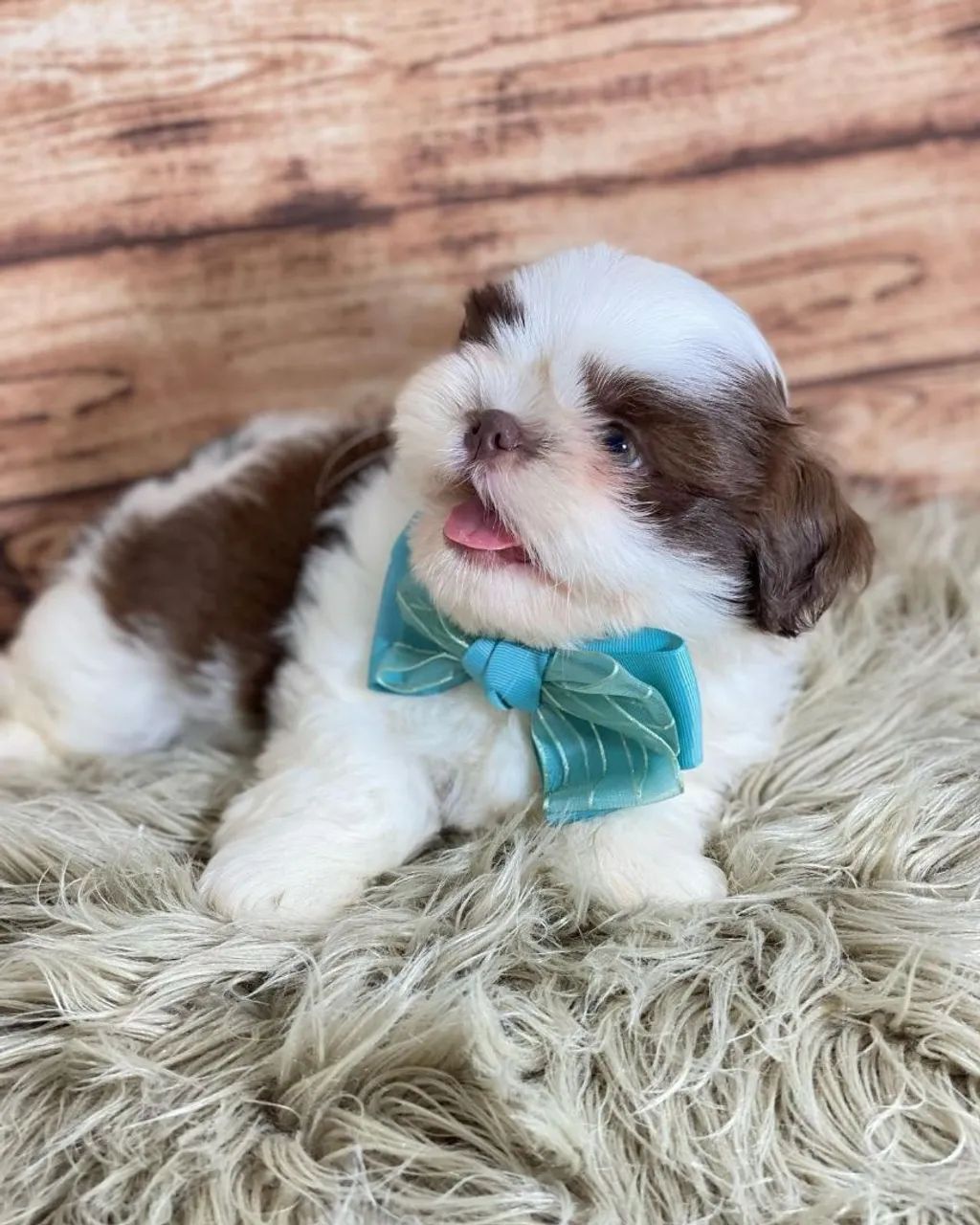 SHIHTZU ursinhos  - Foto 2