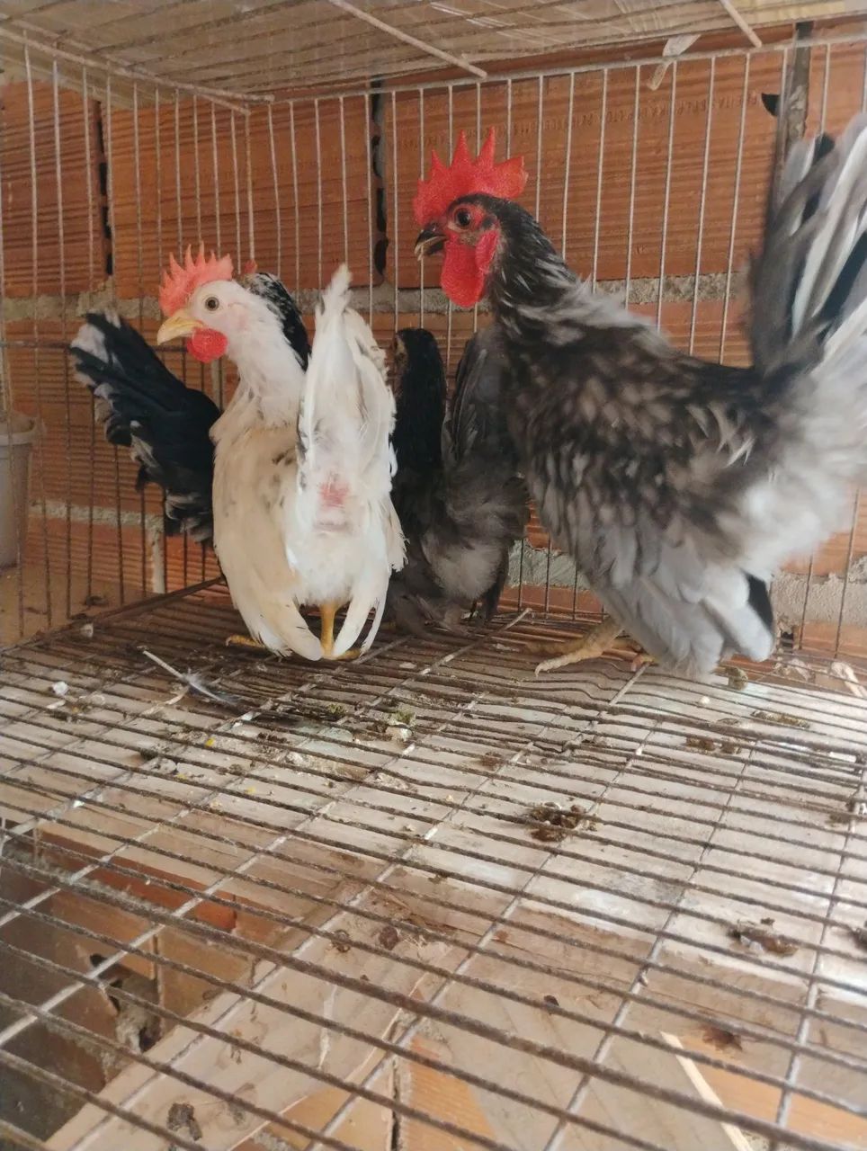 Casal Nagazaki  - Foto 5