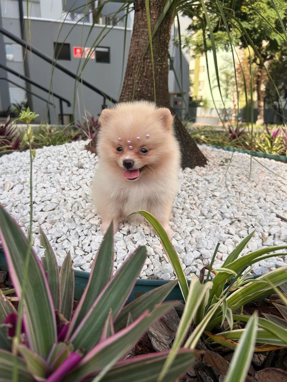 Filhotes Spitz Alemão anão com vacina importada e vermifugo  - Foto 5