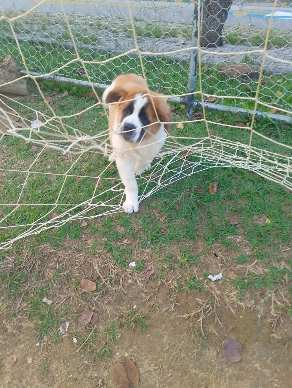 Cachorro  - Foto 5
