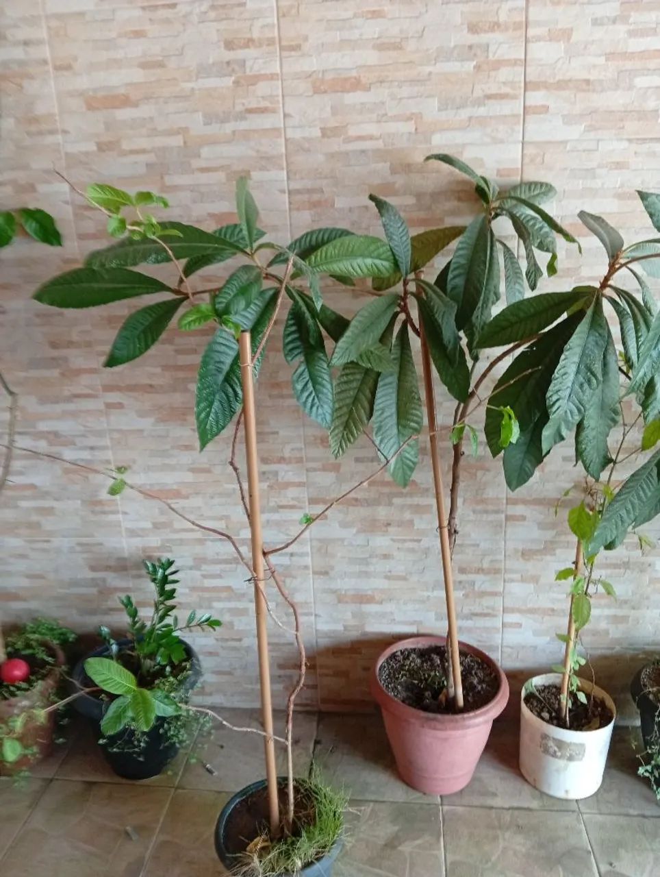 Vendo mudas frutíferas  - Foto 4