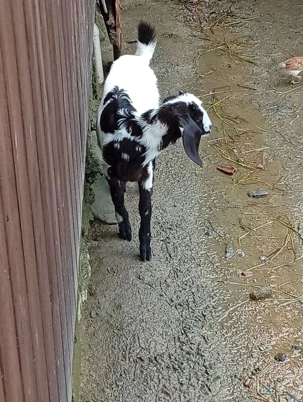 Cabrito  - Foto 3