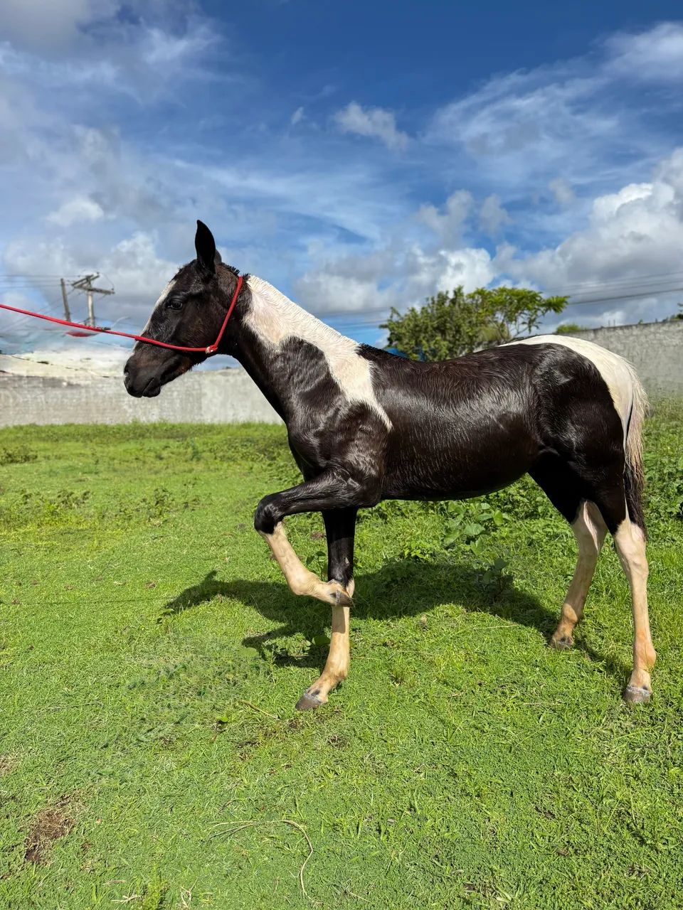 Oportunidade!! Potro MM SR - Foto 4