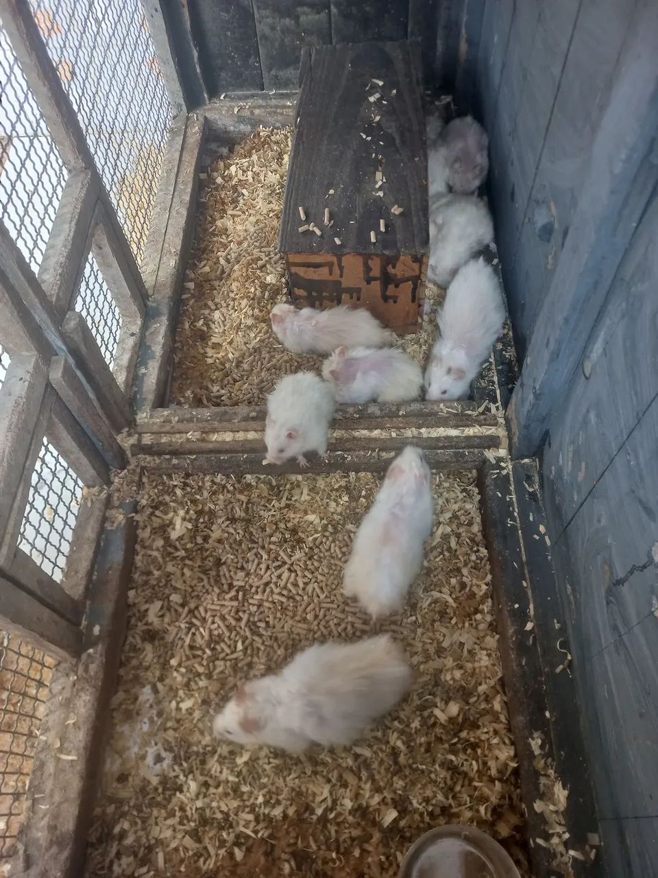 Venda de Hamsters Machos e Fêmeas.  ( *) 