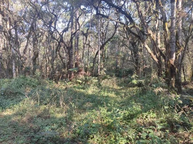 FAZENDA A VENDA EM PRUDENTOPOLIS - Foto 3