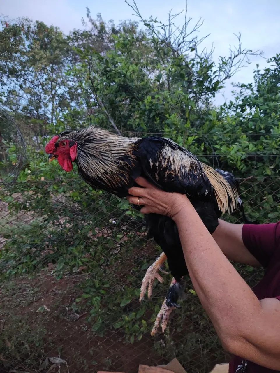 Frangos e galo - Foto 5