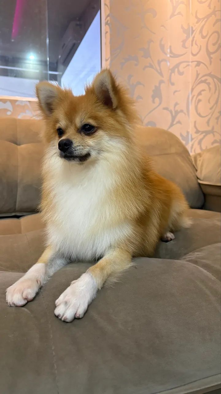 Spitz Alemão Macho Laranja com Pedigree e Vacinas - Foto 3
