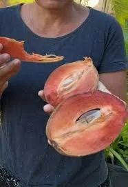 mudas  da fruta mamey a pronta entrega produz precoce 