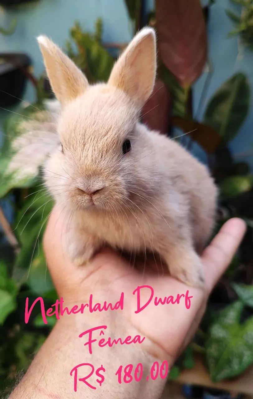 Mini Netherland Dwarf Rabbit65569150333954121