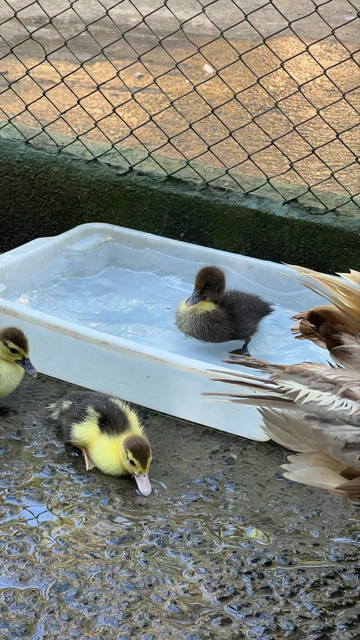 Patos para sítio e casa - Foto 2