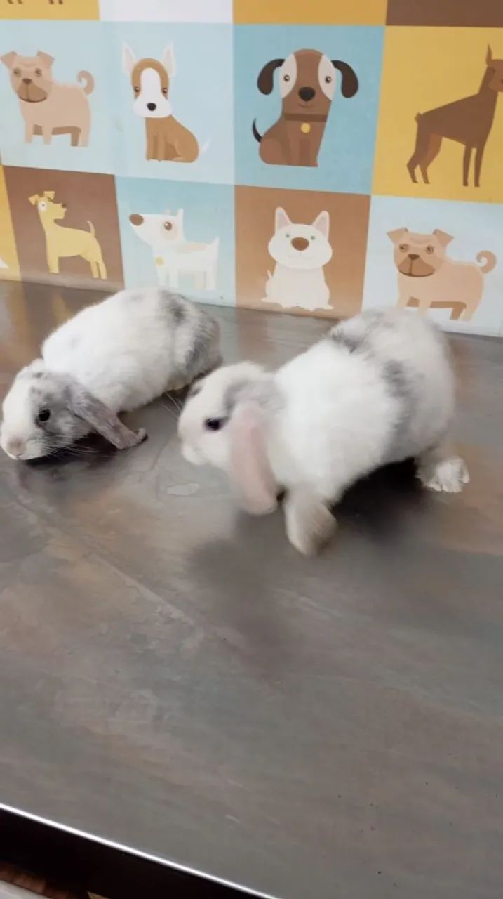 Mini coelhos mini lop - Foto 4