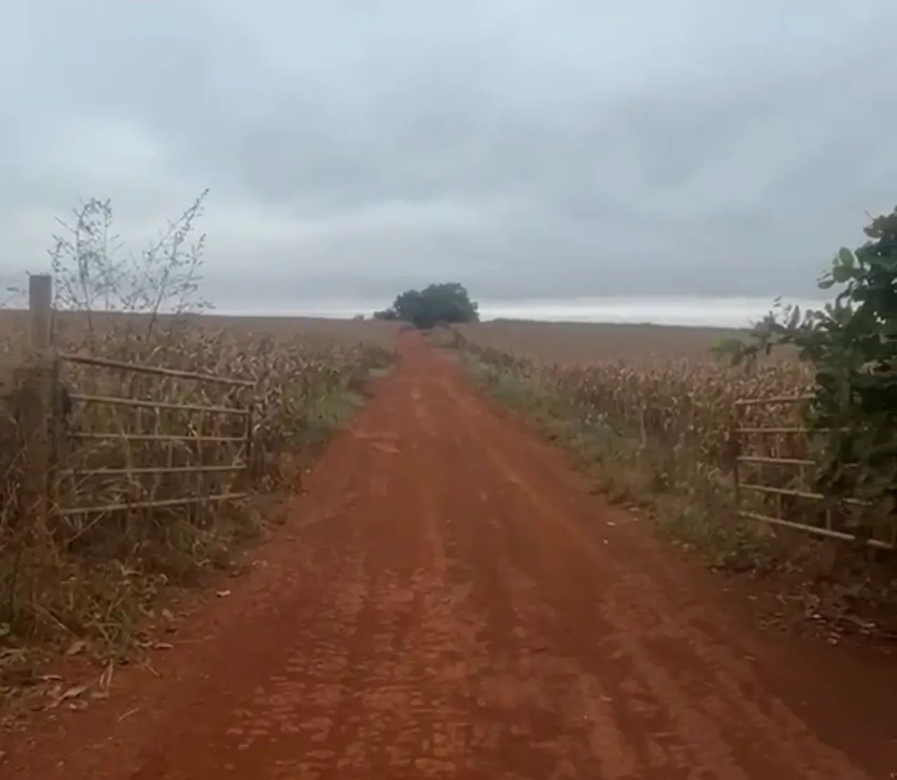 Fazenda em Sta Helena - GO - Foto 2