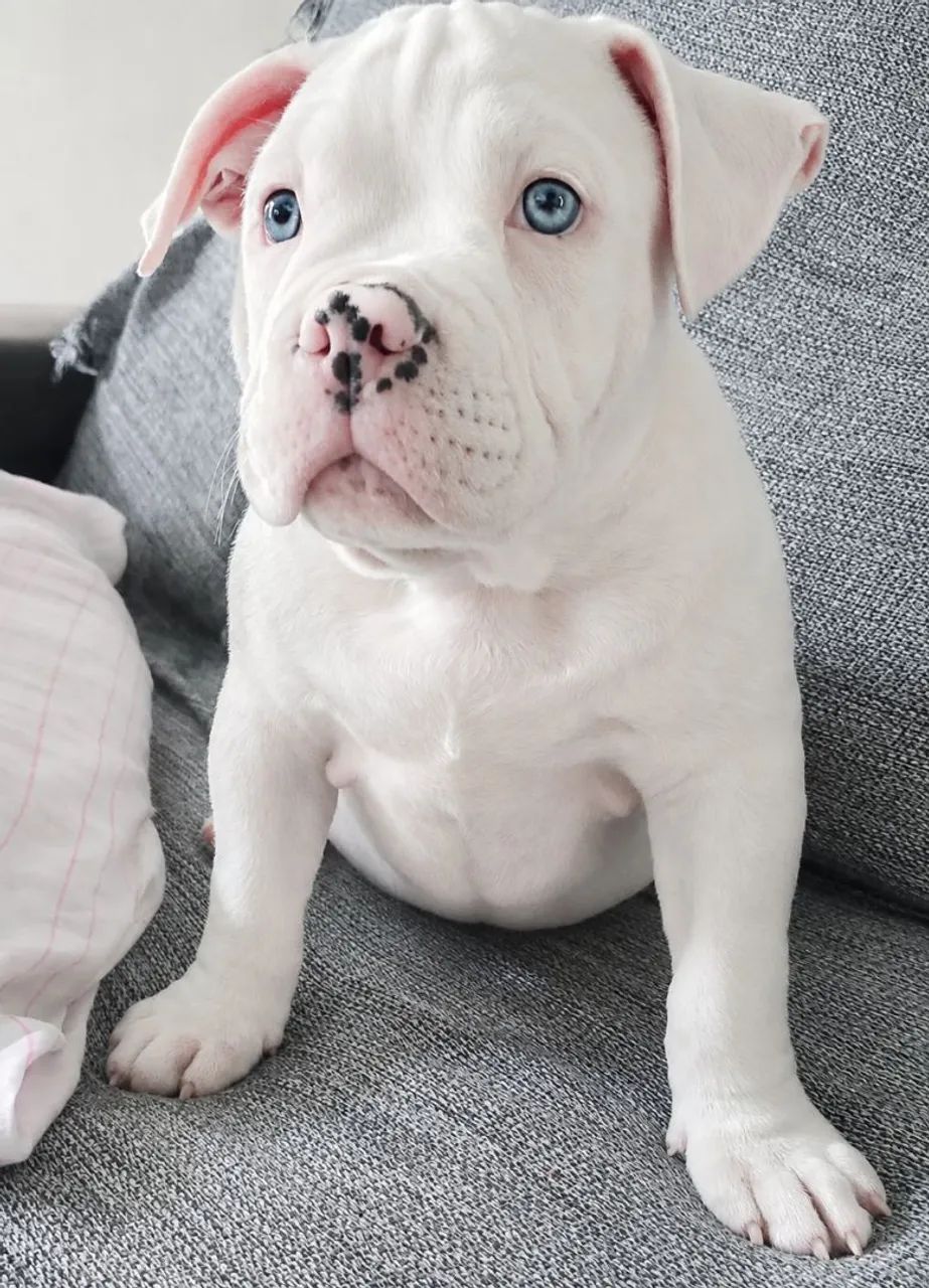 AMERICAN BULLY MACHO POCKET  - Foto 4