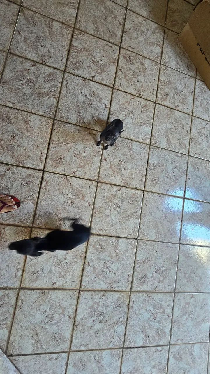 Pet 