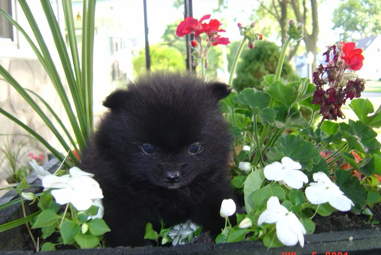 Filhote macho de Lulu da pomerania  - Foto 4